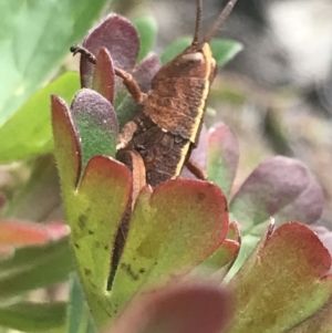 Percassa rugifrons at Mount Clear, ACT - 28 Nov 2021