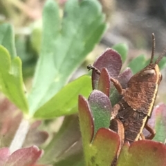 Percassa rugifrons at Mount Clear, ACT - 28 Nov 2021