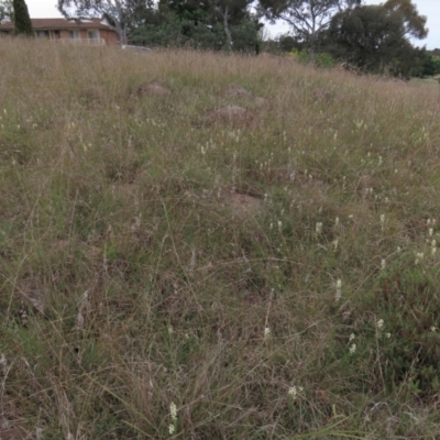 Stackhousia monogyna (Creamy Candles) at Tuggeranong Creek to Monash Grassland - 3 Nov 2021 by AndyRoo