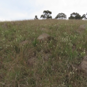 Stackhousia monogyna at Monash, ACT - 3 Nov 2021