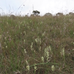 Stackhousia monogyna at Monash, ACT - 3 Nov 2021