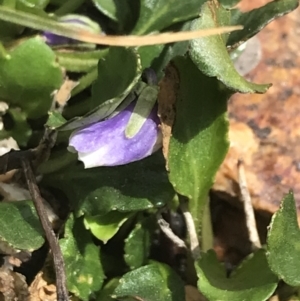 Viola improcera at Yaouk, NSW - 28 Nov 2021