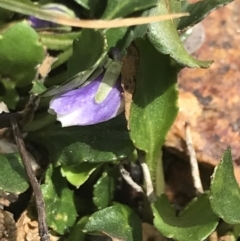 Viola improcera at Yaouk, NSW - 28 Nov 2021