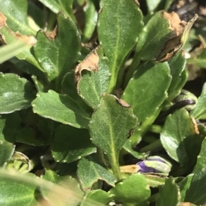 Viola improcera at Yaouk, NSW - 28 Nov 2021