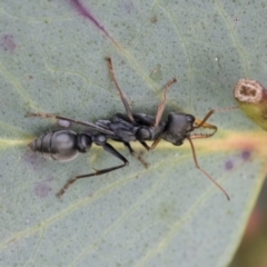 Myrmecia sp., pilosula-group (Jack jumper) at Yaouk, NSW - 5 Dec 2021 by AlisonMilton