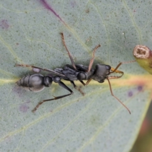 Myrmecia sp., pilosula-group at Yaouk, NSW - 5 Dec 2021