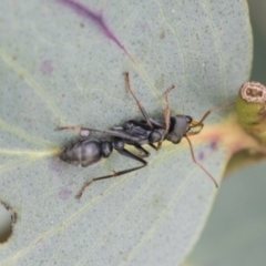 Myrmecia sp., pilosula-group at Yaouk, NSW - 5 Dec 2021