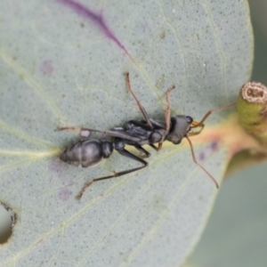 Myrmecia sp., pilosula-group at Yaouk, NSW - 5 Dec 2021