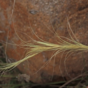 Anthosachne scabra at Monash, ACT - 3 Nov 2021