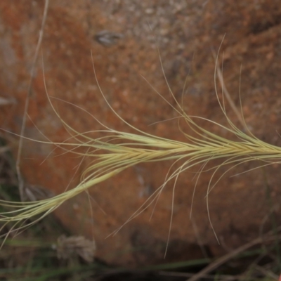 Anthosachne scabra (Common Wheat-grass) at Isabella Pond - 3 Nov 2021 by AndyRoo