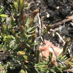 Monistria concinna (Southern Pyrgomorph) at Scabby Range Nature Reserve - 28 Nov 2021 by Tapirlord