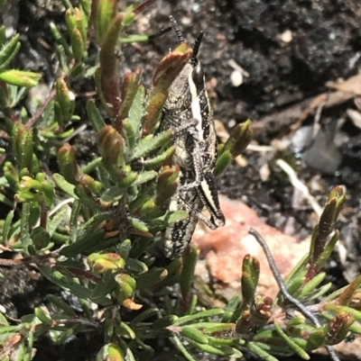 Monistria concinna (Southern Pyrgomorph) at Scabby Range Nature Reserve - 28 Nov 2021 by Tapirlord