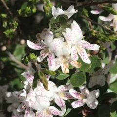 Westringia lucida (Shining Westringia) at Scabby Range Nature Reserve - 28 Nov 2021 by Tapirlord