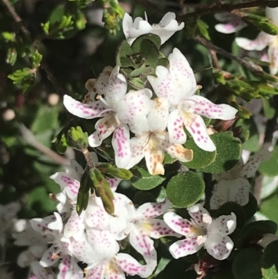 Westringia lucida (Shining Westringia) at Scabby Range Nature Reserve - 28 Nov 2021 by Tapirlord