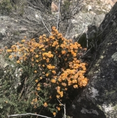 Oxylobium ellipticum at Yaouk, NSW - 28 Nov 2021