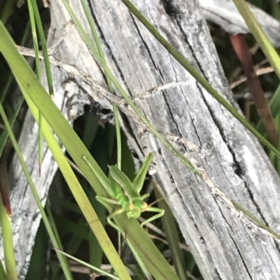 Chlorodectes montanus (Montane green shield back katydid) at Yaouk, NSW - 28 Nov 2021 by Tapirlord