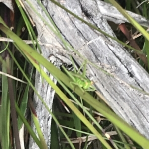 Chlorodectes montanus at Yaouk, NSW - 28 Nov 2021