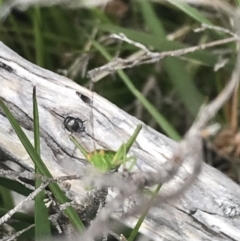 Chlorodectes montanus at Yaouk, NSW - 28 Nov 2021 03:26 PM