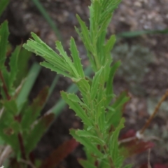 Epilobium sp. (A Willow Herb) at Isabella Pond - 3 Nov 2021 by AndyRoo