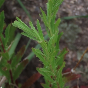 Epilobium sp. at Monash, ACT - 3 Nov 2021 05:21 PM