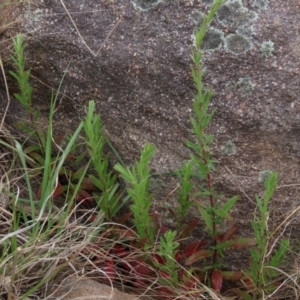 Epilobium sp. at Monash, ACT - 3 Nov 2021 05:21 PM