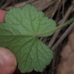 Hydrocotyle laxiflora (Stinking Pennywort) at Isabella Pond - 3 Nov 2021 by AndyRoo