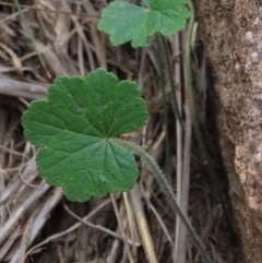 Hydrocotyle laxiflora at Monash, ACT - 3 Nov 2021