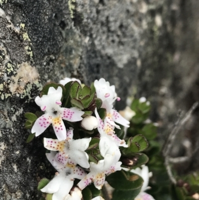 Westringia lucida (Shining Westringia) at Scabby Range Nature Reserve - 28 Nov 2021 by Tapirlord