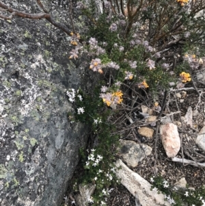 Westringia lucida at Yaouk, NSW - 28 Nov 2021