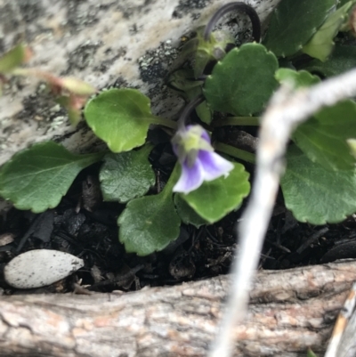 Viola improcera (Dwarf Violet) at Yaouk, NSW - 28 Nov 2021 by Tapirlord