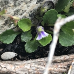 Viola improcera (Dwarf Violet) at Yaouk, NSW - 28 Nov 2021 by Tapirlord
