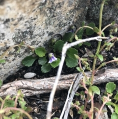 Viola improcera at Yaouk, NSW - 28 Nov 2021 03:30 PM