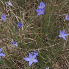 Wahlenbergia luteola (Yellowish Bluebell) at Monash, ACT - 3 Nov 2021 by AndyRoo