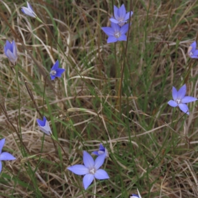 Wahlenbergia luteola (Yellowish Bluebell) at Tuggeranong Creek to Monash Grassland - 3 Nov 2021 by AndyRoo