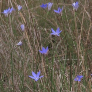 Wahlenbergia luteola at Monash, ACT - 3 Nov 2021 05:31 PM