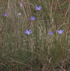 Wahlenbergia luteola at Monash, ACT - 3 Nov 2021 05:31 PM