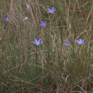 Wahlenbergia luteola at Monash, ACT - 3 Nov 2021