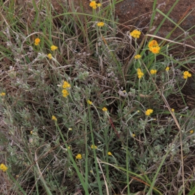 Chrysocephalum apiculatum (Common Everlasting) at Monash Grassland - 3 Nov 2021 by AndyRoo