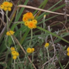 Chrysocephalum apiculatum at Monash, ACT - 3 Nov 2021 05:34 PM