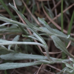 Chrysocephalum apiculatum at Monash, ACT - 3 Nov 2021 05:34 PM