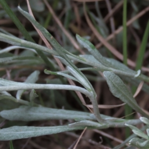 Chrysocephalum apiculatum at Monash, ACT - 3 Nov 2021