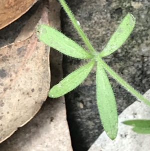 Galium polyanthum at Yaouk, NSW - 28 Nov 2021 03:55 PM