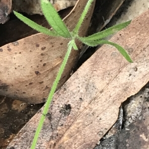 Galium polyanthum at Yaouk, NSW - 28 Nov 2021 03:55 PM