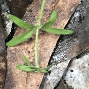 Galium polyanthum at Yaouk, NSW - 28 Nov 2021 03:55 PM