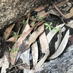 Galium polyanthum at Yaouk, NSW - 28 Nov 2021