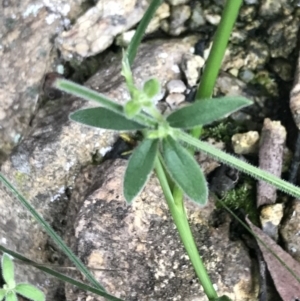 Galium polyanthum at Yaouk, NSW - 28 Nov 2021