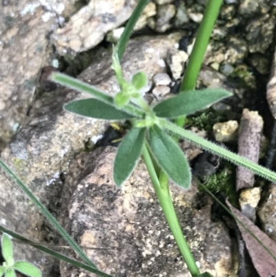 Galium polyanthum (Rockpile Bedstraw) at Scabby Range Nature Reserve - 28 Nov 2021 by Tapirlord
