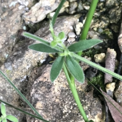 Galium polyanthum (Rockpile Bedstraw) at Yaouk, NSW - 28 Nov 2021 by Tapirlord