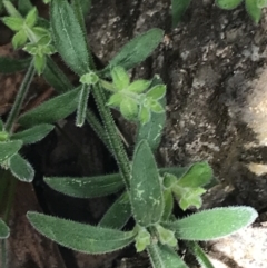 Galium polyanthum at Yaouk, NSW - 28 Nov 2021