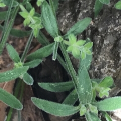 Galium polyanthum at Yaouk, NSW - 28 Nov 2021